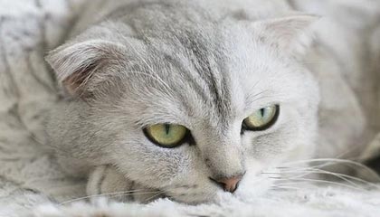 布朗50+5怀特29+7 凯尔特人终结快船6连胜